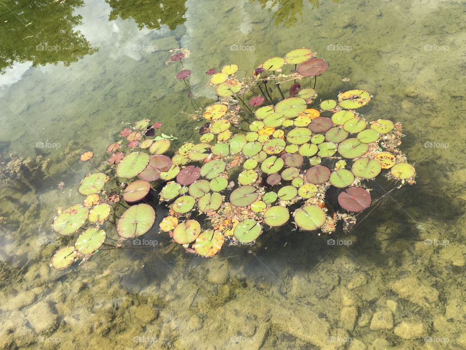 Lily pads floating in a pond on a sunny summer day