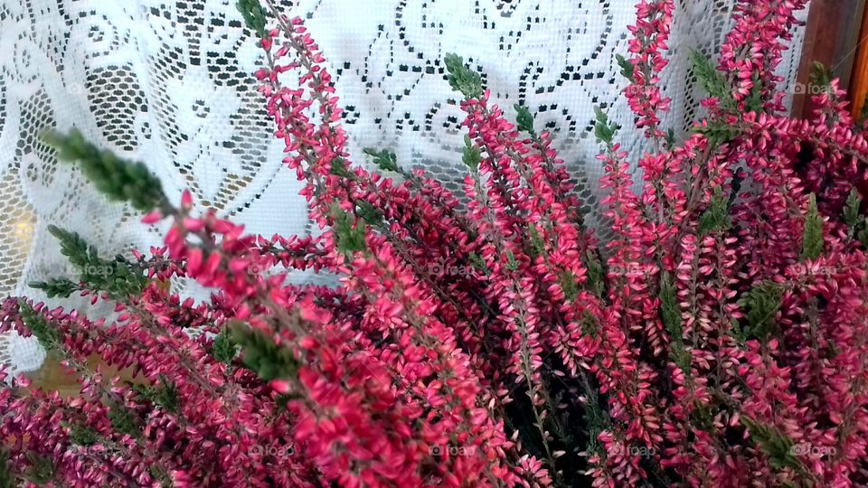 Window Sill Flower box