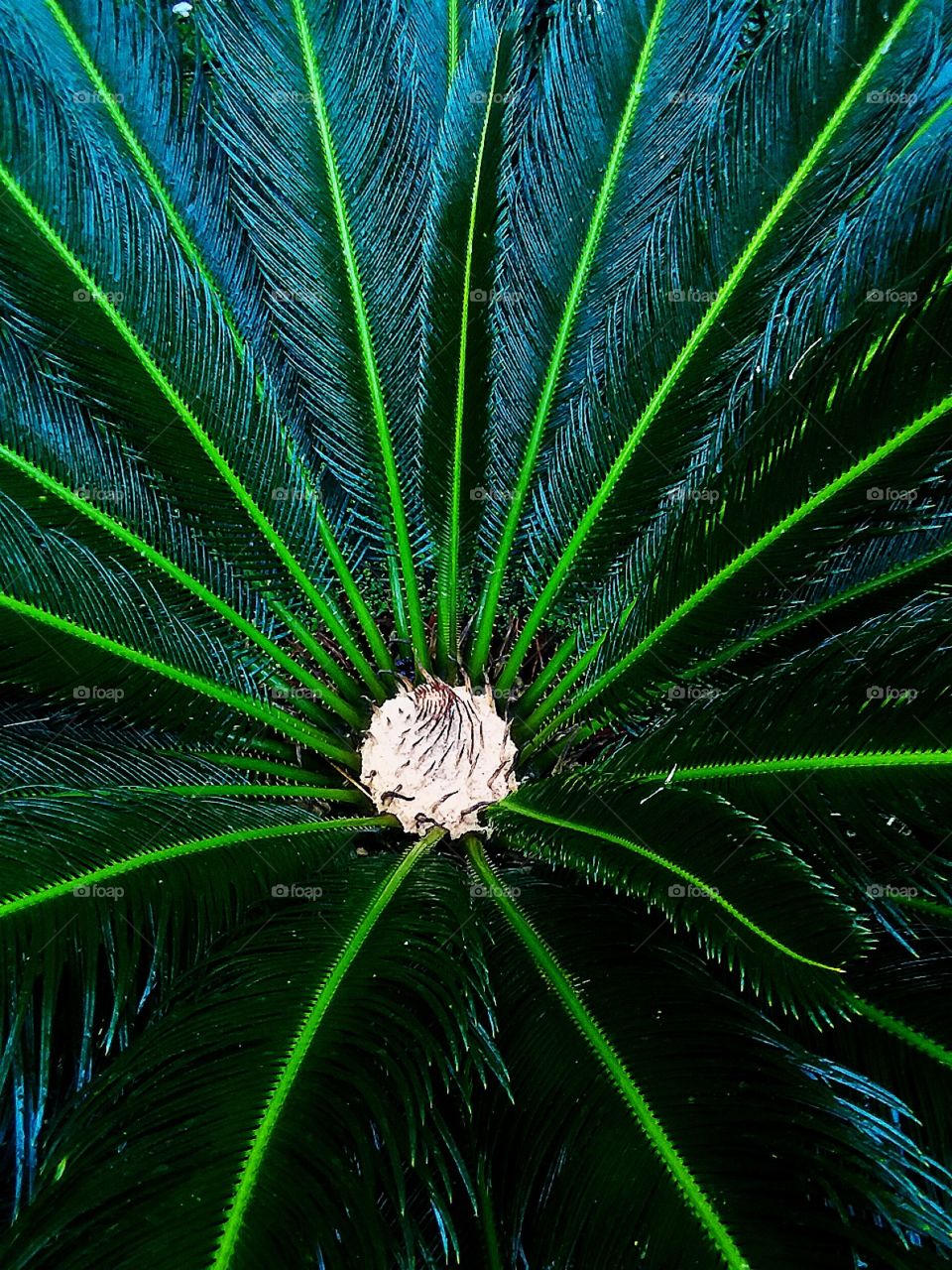 luscious growing palm abstract pattern