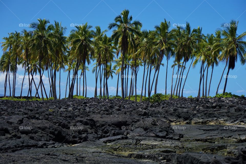 An isolated band of palm trees in a lava covered beach near Kona Hawaii