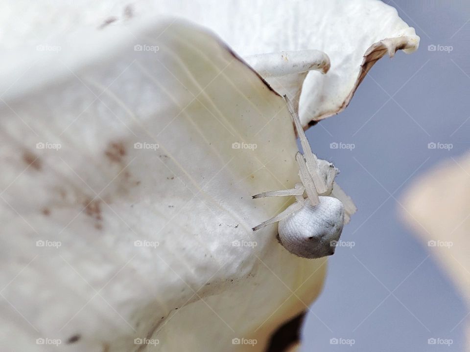 White spider on a white flower