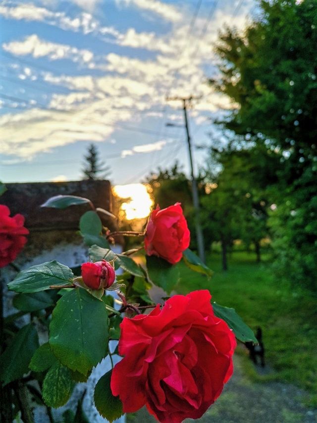 My roses