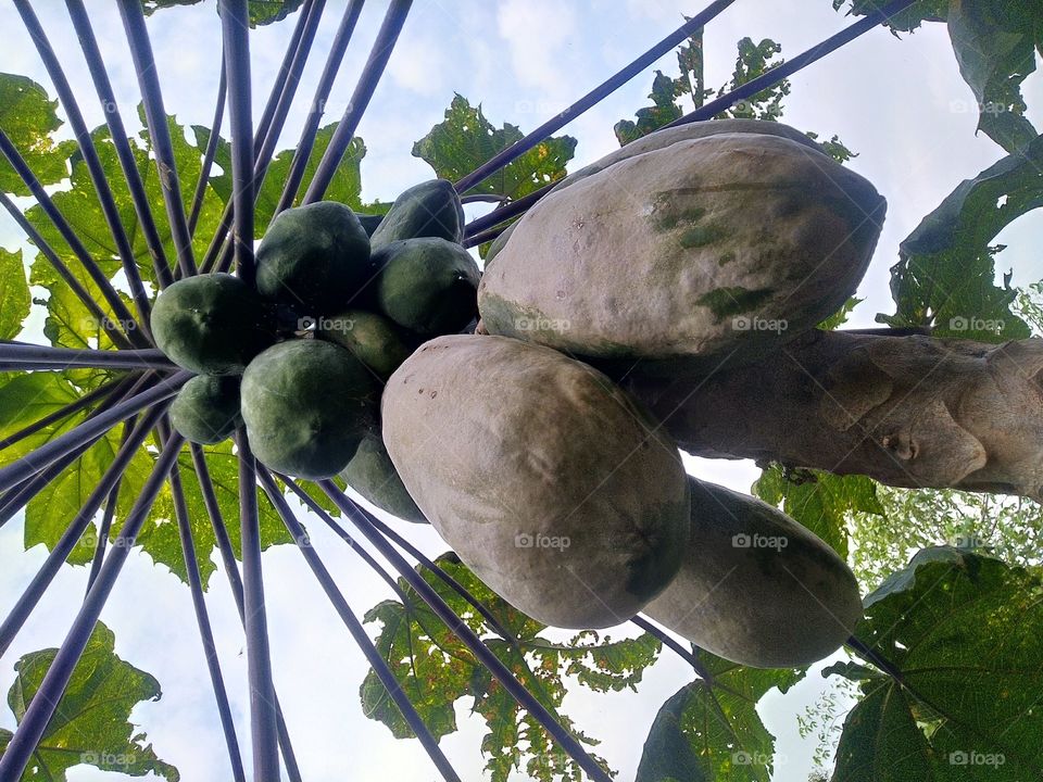 Papaya is a fruit plant that has many benefits and the fruit contains a source of vitamins