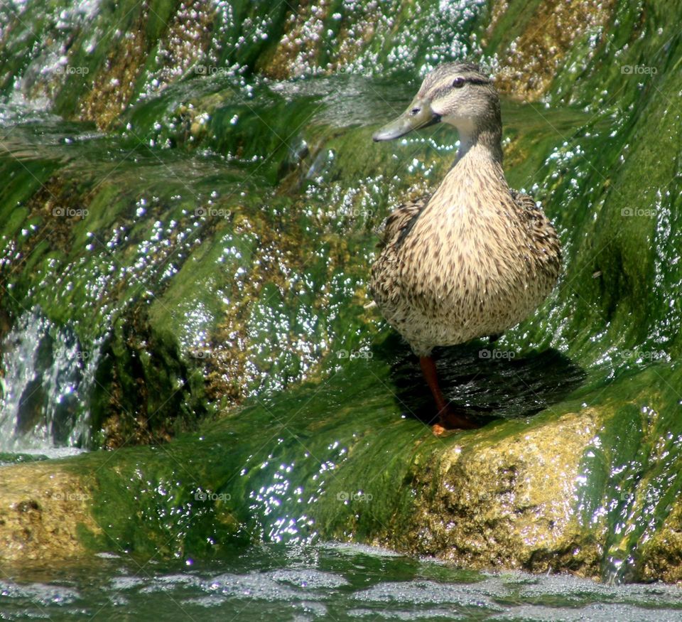 Duck at Algae-covered Waterfall