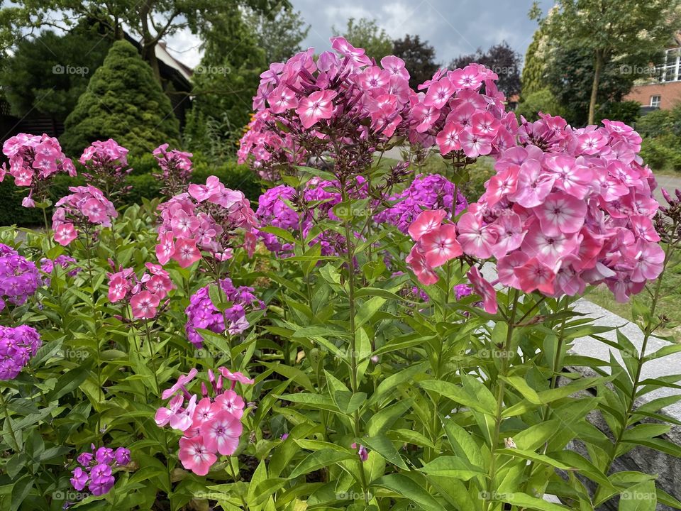 Phlox in Pink