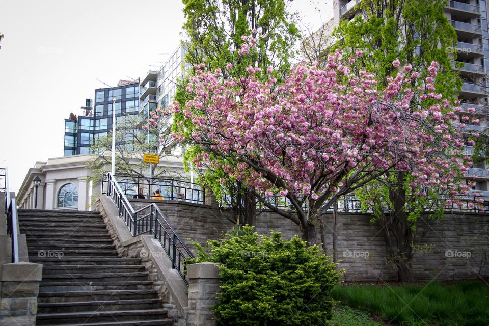 Gorgeous apple tree blooming in the city