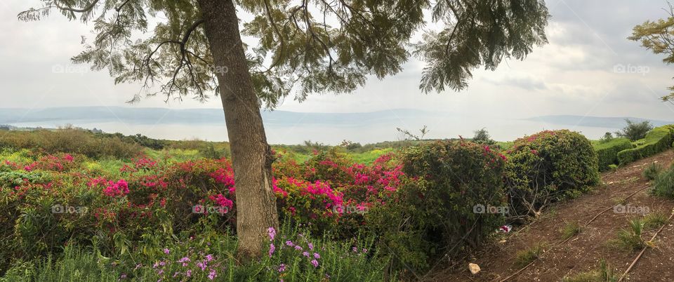 Landscape - Mount of Beatitudes 