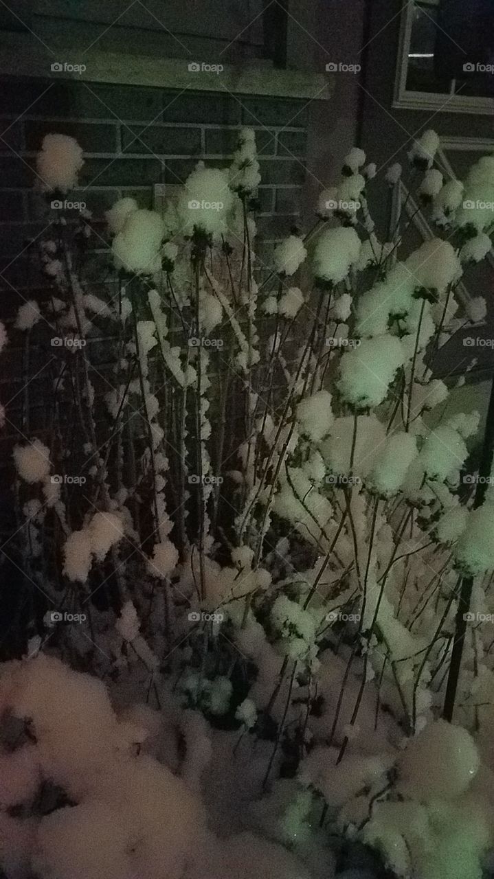 Pre-Halloween Snow