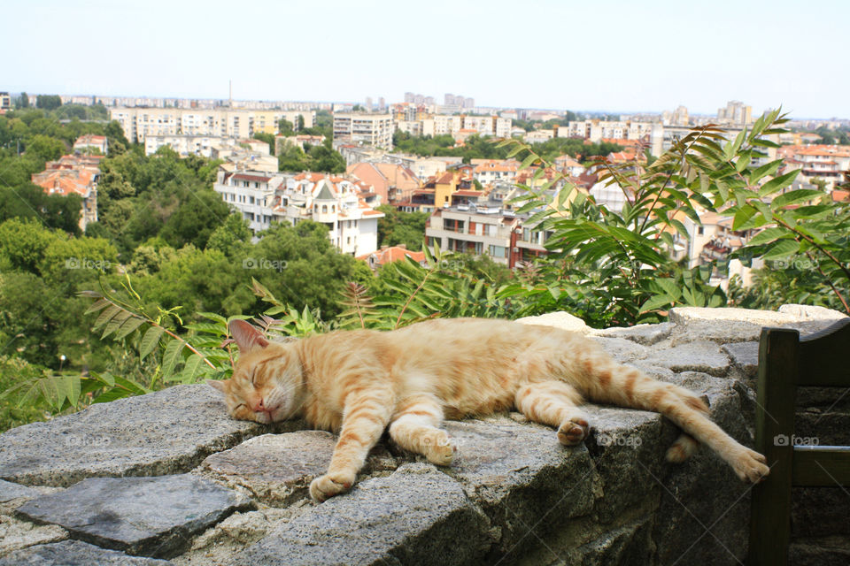 Sleeping cat and a landscape of Plovdiv, Bulgaria.