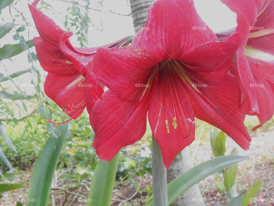 Close-up blooms of Amaryllis