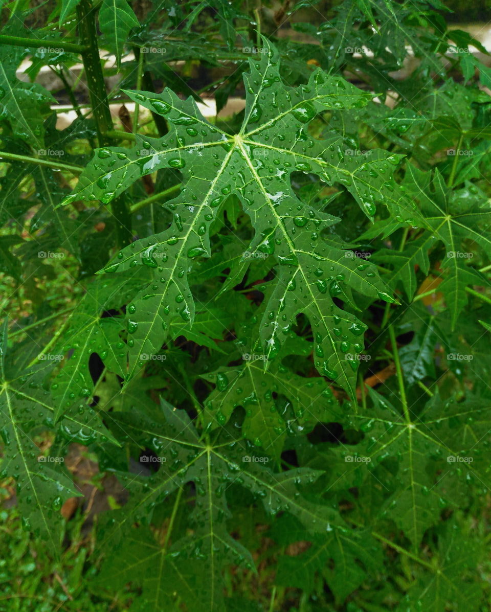 The leaves resemble papaya leaves, not bitter when cooked