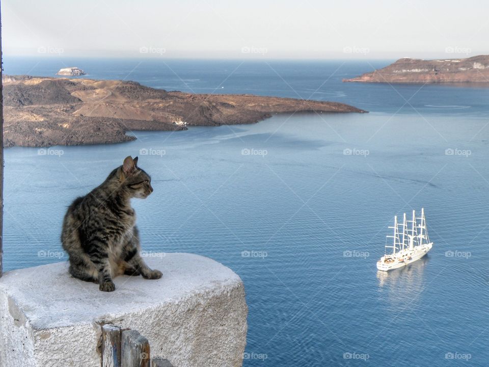 cat in the landscape