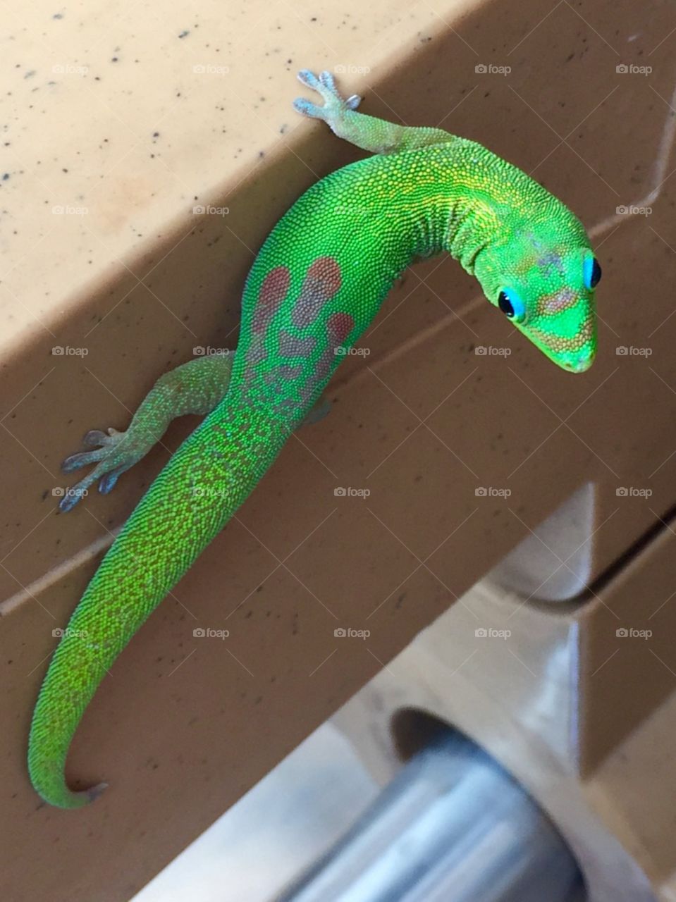 Green Gecko