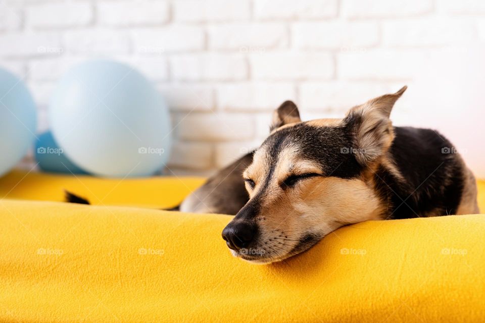 cute dog sleeping on yellow bed