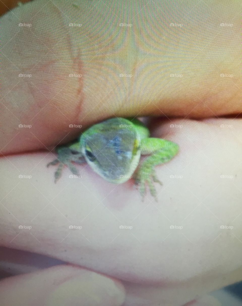 A green lizard in a boys hand . 