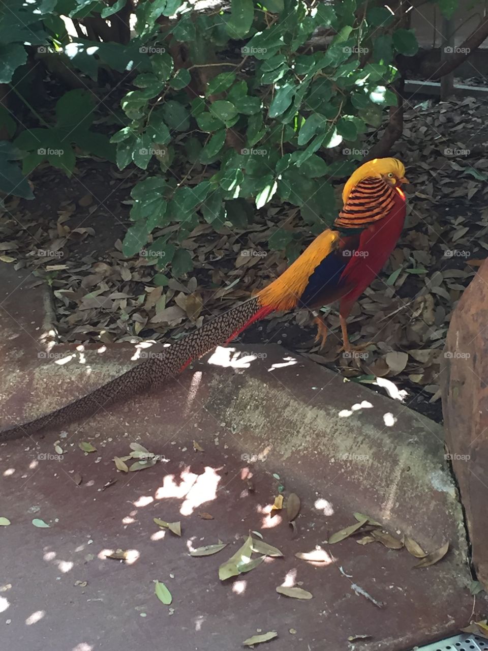 Golden Pheasant 