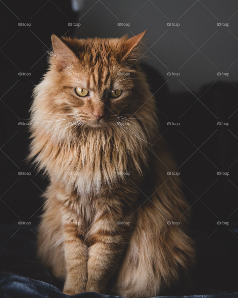 a portrait of my furry feline friend