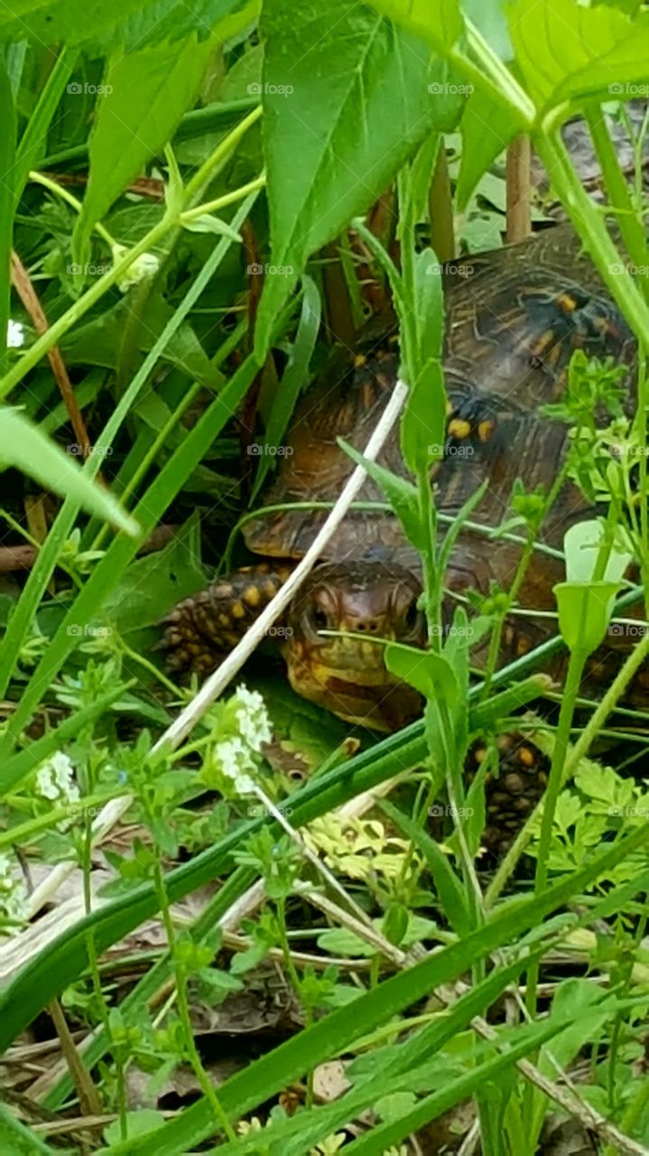 Sneaky Box Turtle