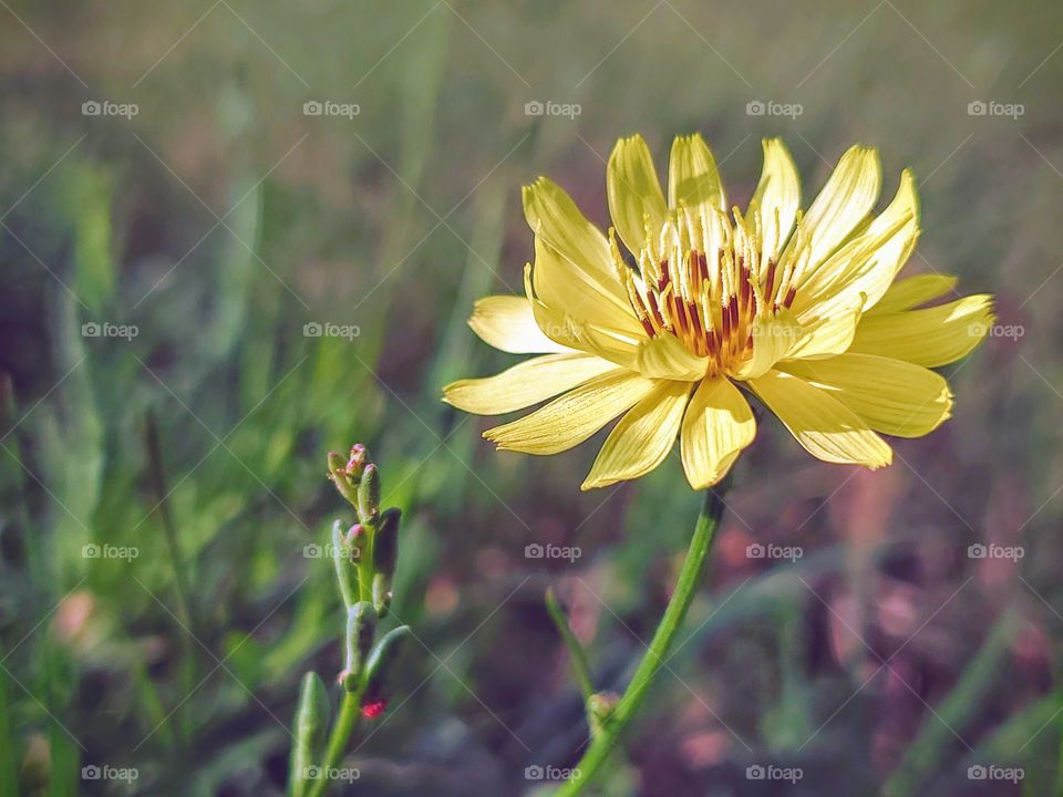 Yellow wildflower in a prarie grassland field ‐ Pyrrhopappus carolinianus, commonly called Carolina desert-chicory, or Texas dandelion.