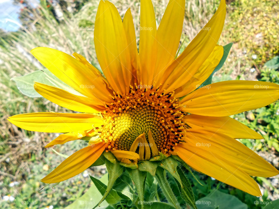 Sunflower Partially Opened