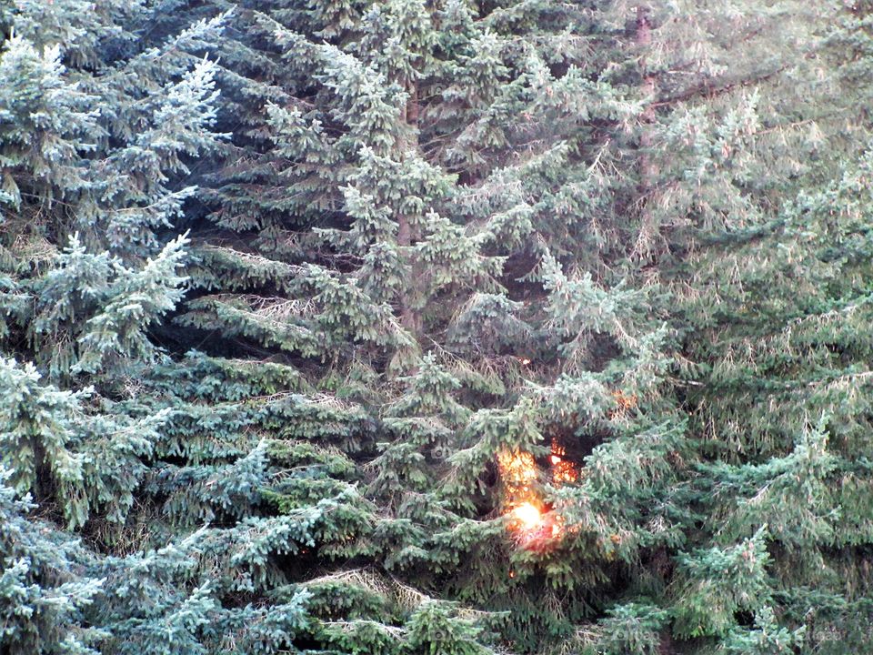 sunset through woods