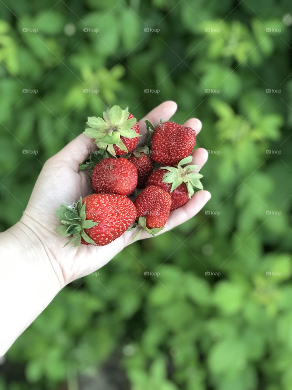 First strawberries in 2020