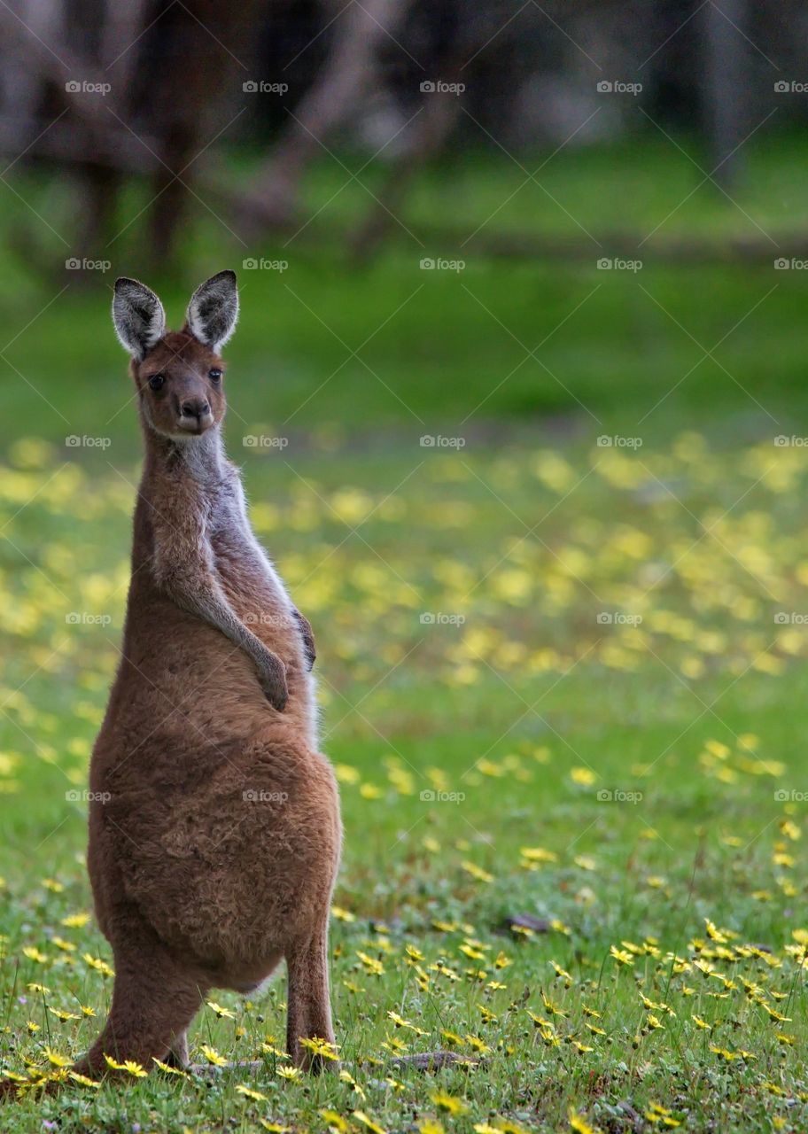 Australian kangaroo in a field with yellow flowers