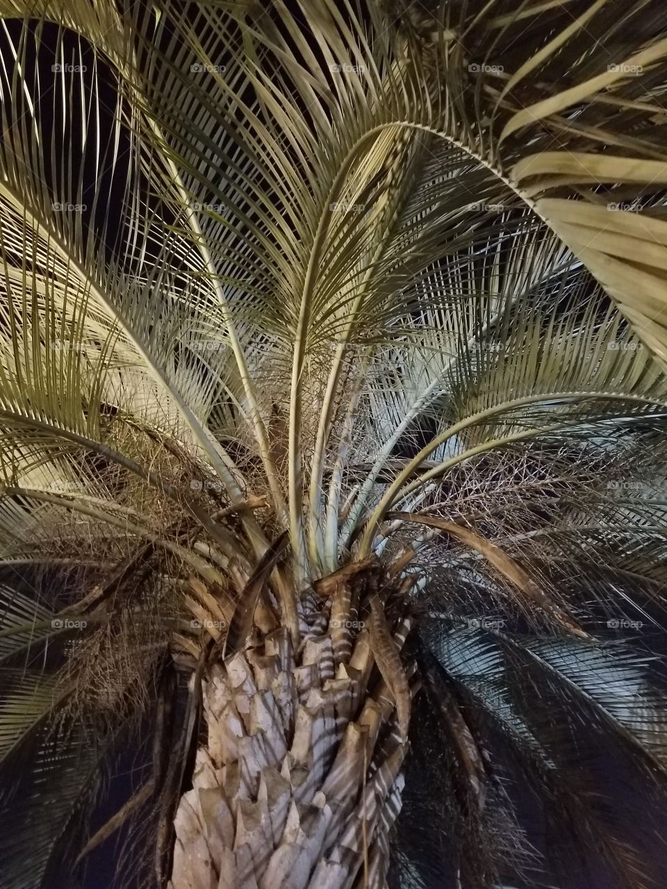Palm tree in Louisiana