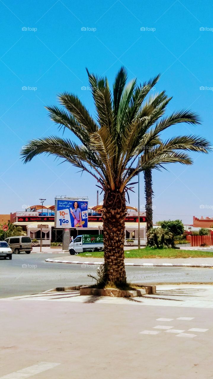 A palm tree in a street in Chaplin,Morocco