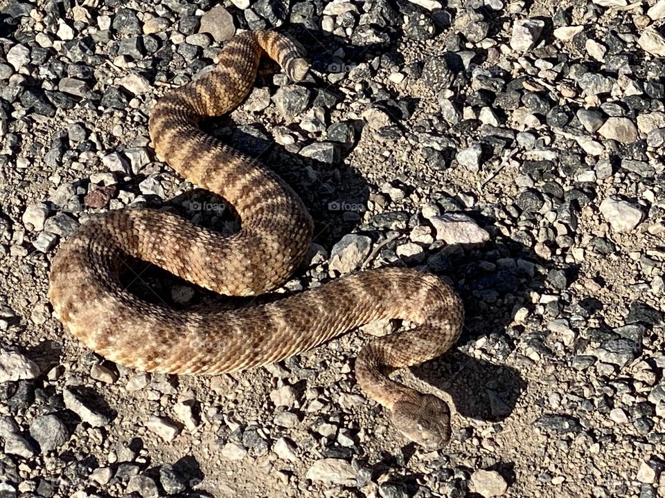 Rattlesnake 