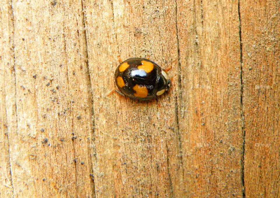 Close-up of yellow and black little ladybug on the wooden wall