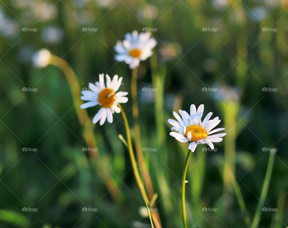 Daisies in beautiful morning light.