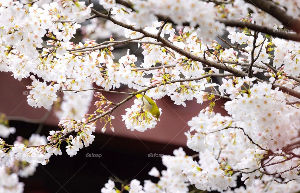 sakura and bird