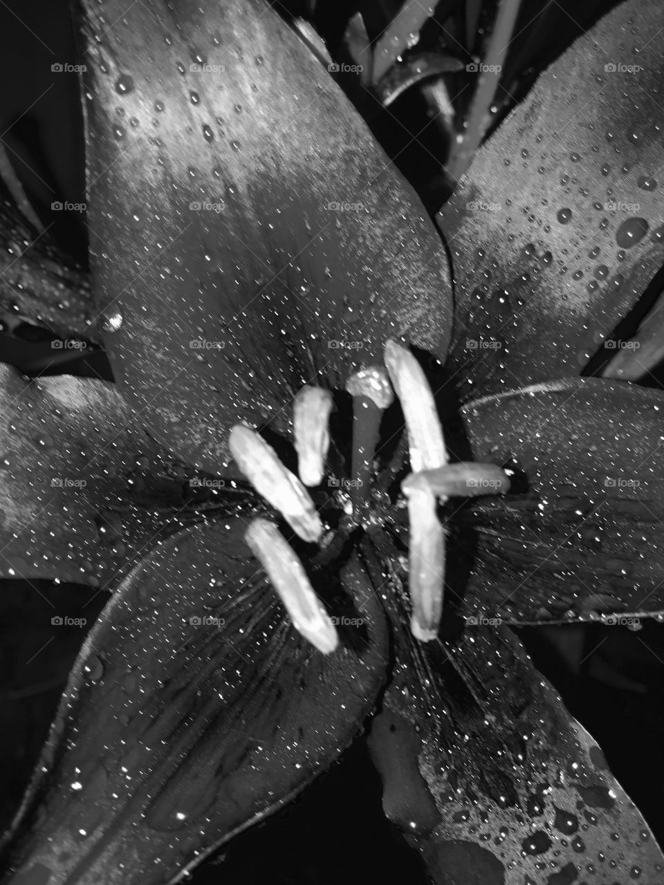 Black and white lily with dew