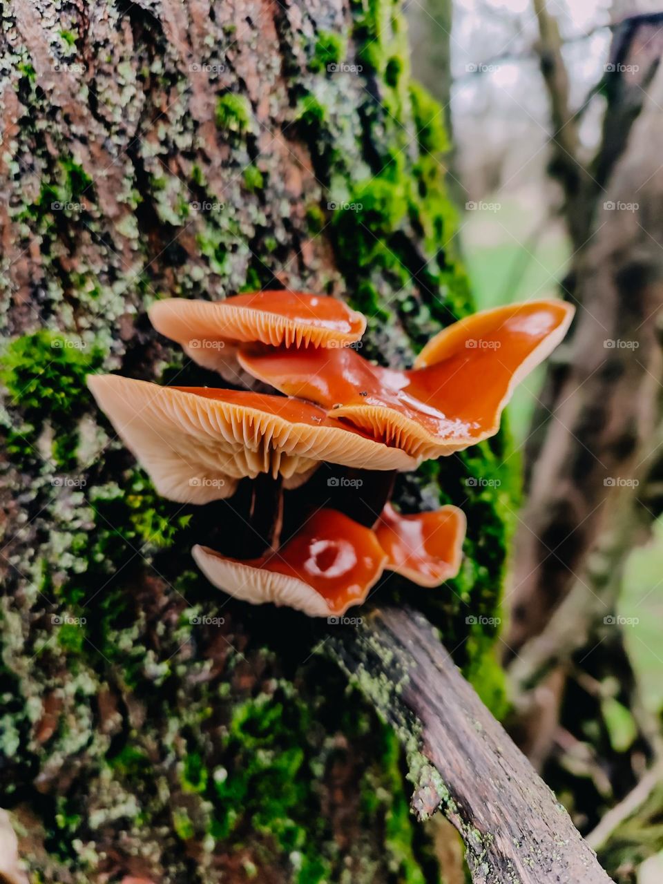Orange cap winter mushrooms Flammulina velutipes is growing on the tree trunk, covered with green moss and lichens