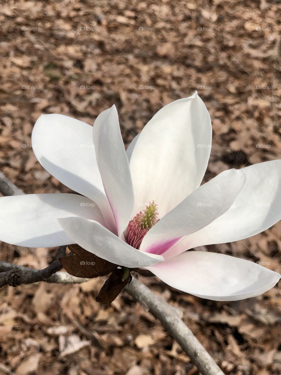 Magnolia blossom 