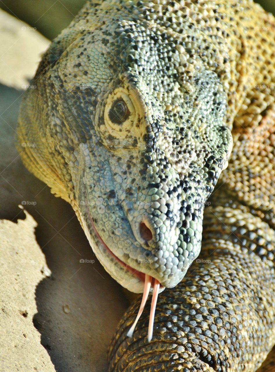 Komodo Dragon