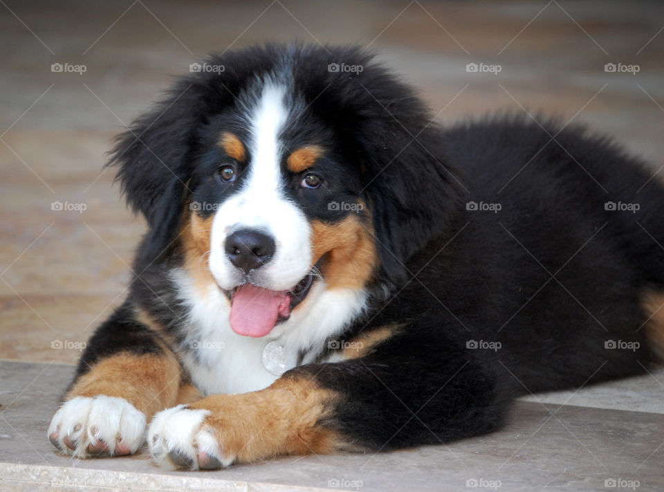 Burmese Mountain Dog puppy