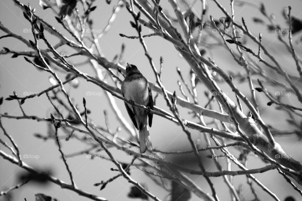 Bird in tree