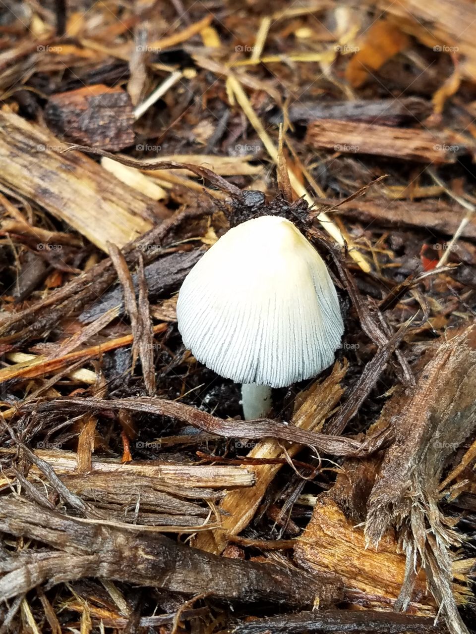 wild mushroom