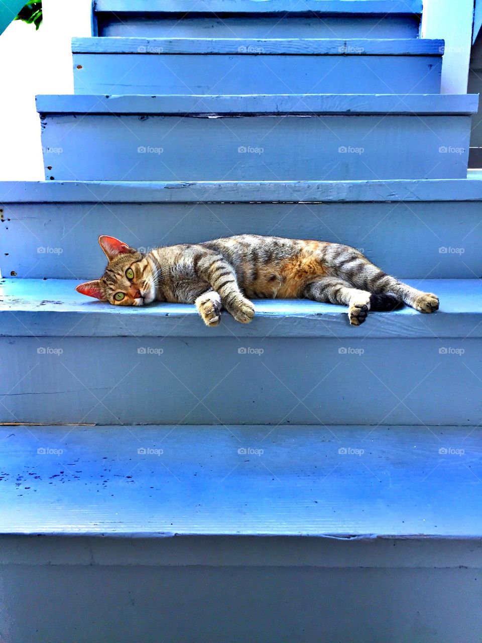 Cat lounges on stairwell, cat taking a nap on stairs, cat blocking stairs with body