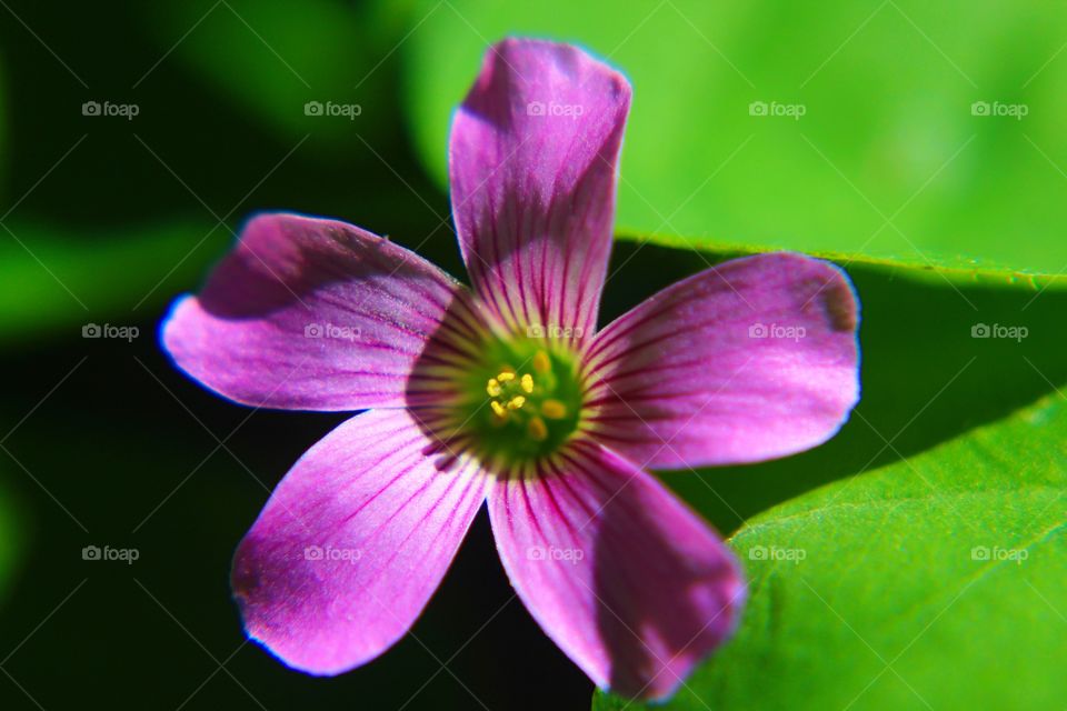 Purple clover bloom