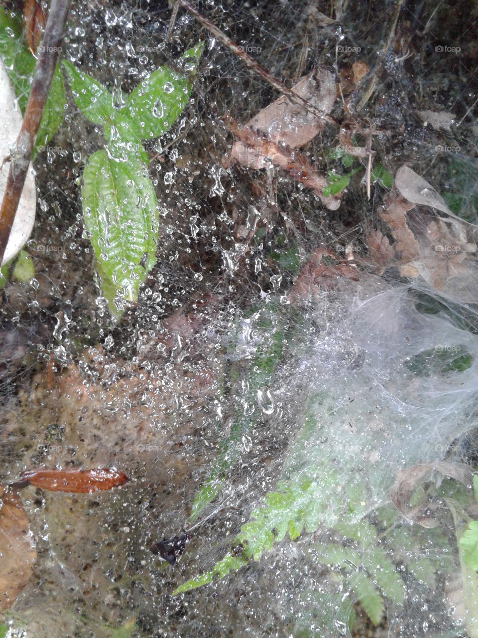 spider net