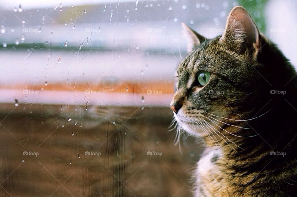 Cat looking out on a rainy day