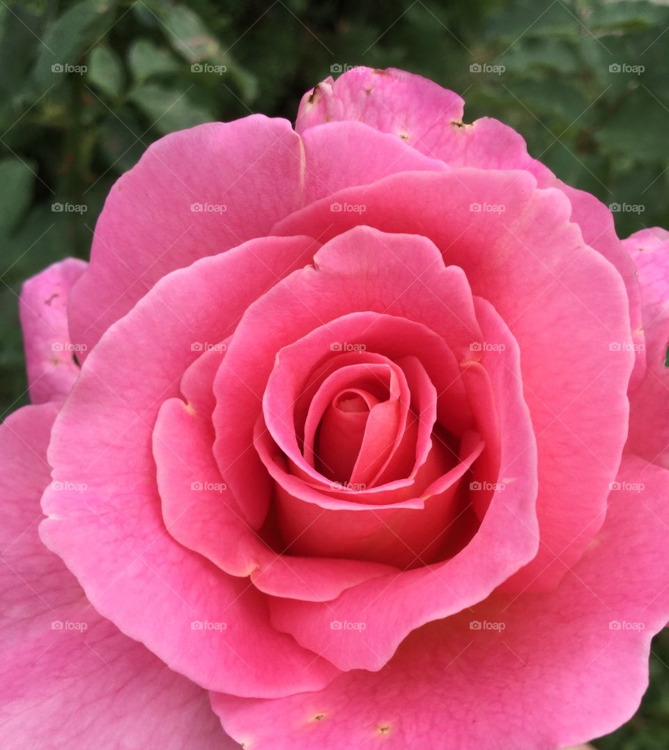 A close up of a beautiful pink rose.