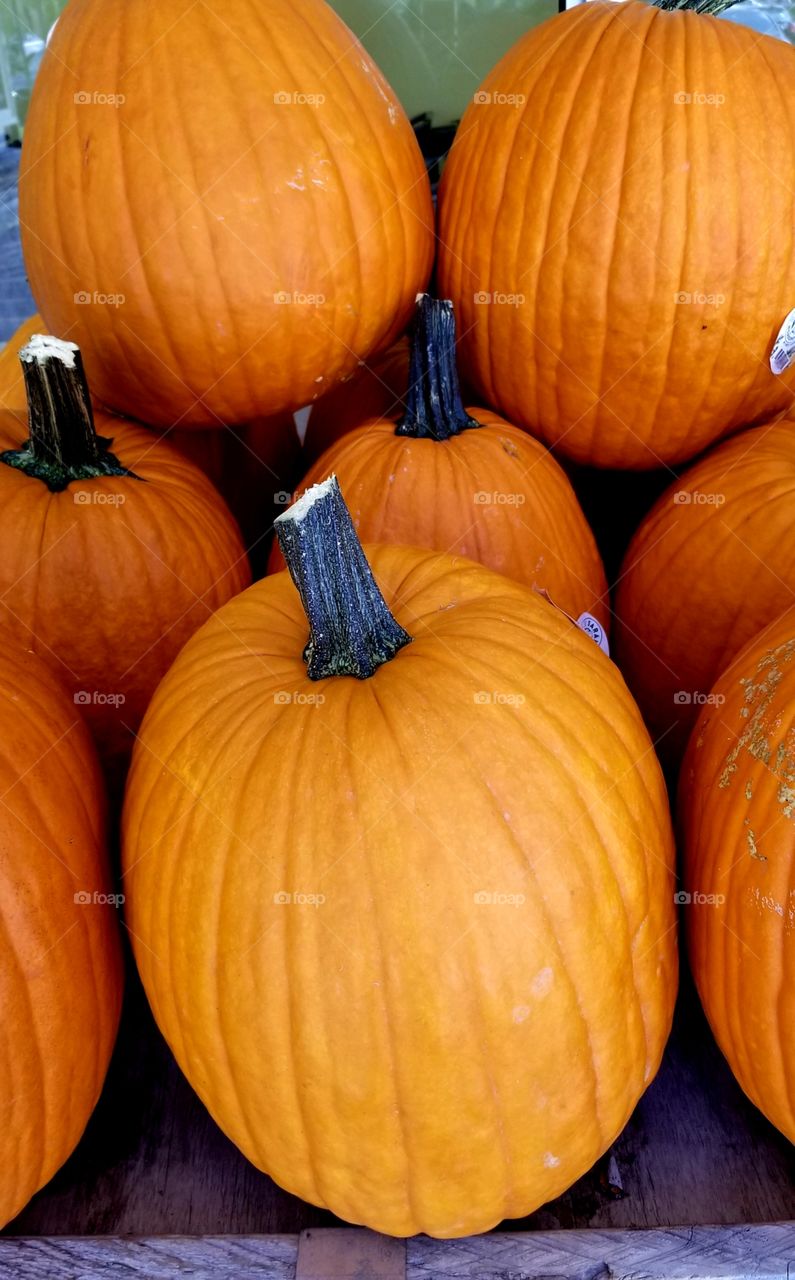 orange pumpkins
