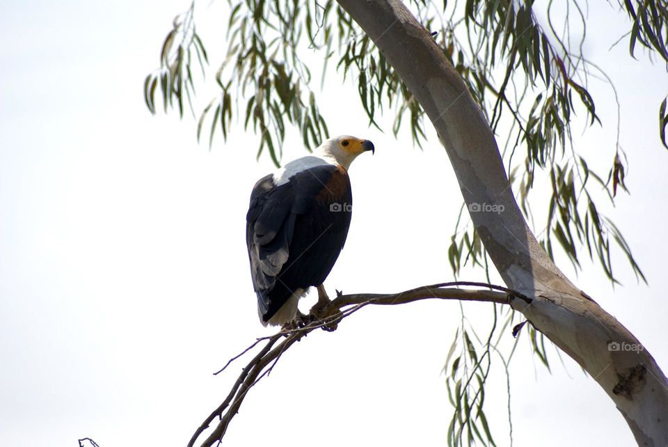 A close up shot of an African fish eagle 