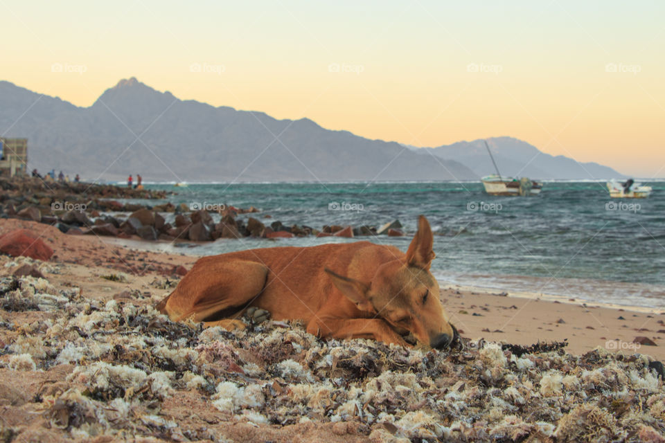 Dog by the beach