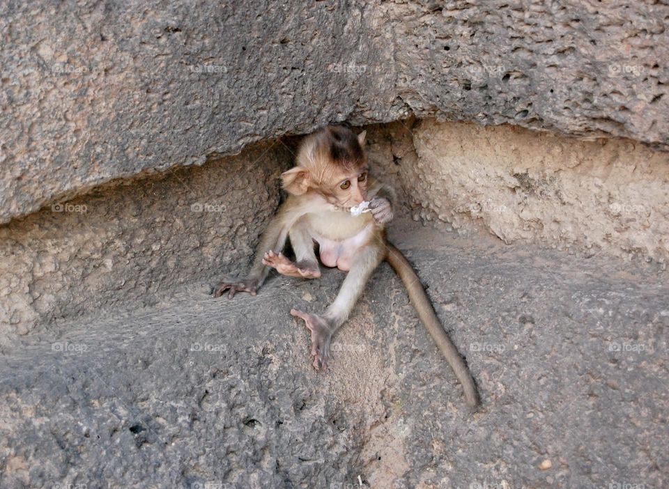 Little old monkey with flowers 