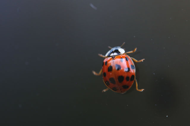 No Person, Insect, Invertebrate, Beetle, Biology